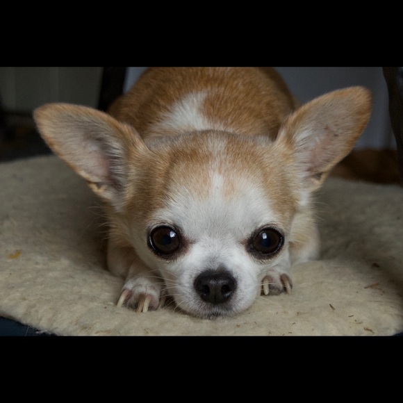 Meet your Posher, Tristen - Picture 1 of 1